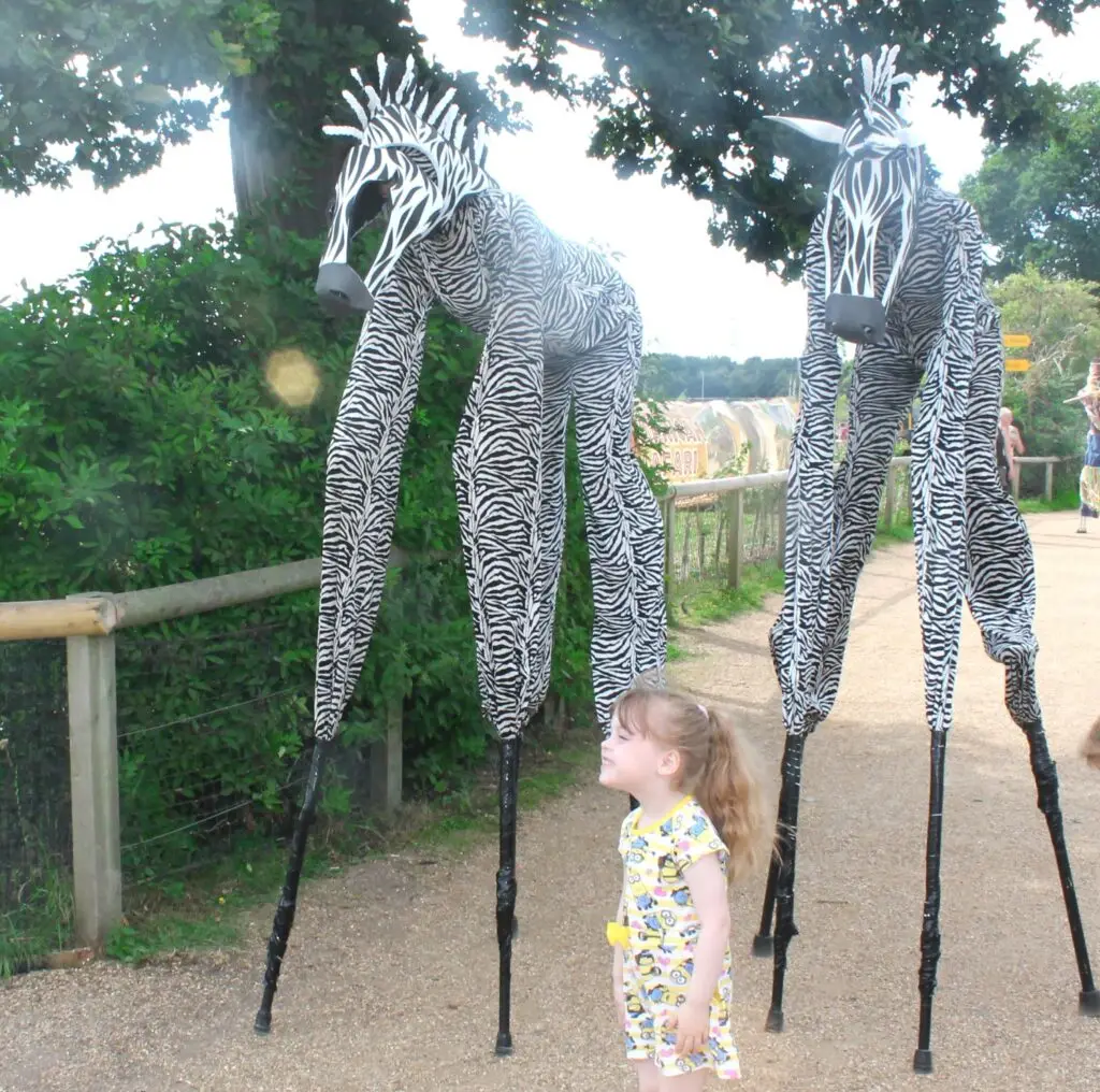 2 stitl walking zebras and a child